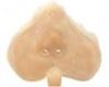 Picture of Grimas - rodent's nose