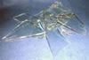 Picture of Fake broken glass