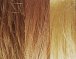 Champagne Blush (14-263TR)