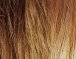 Toasted Shine (12-24TR)